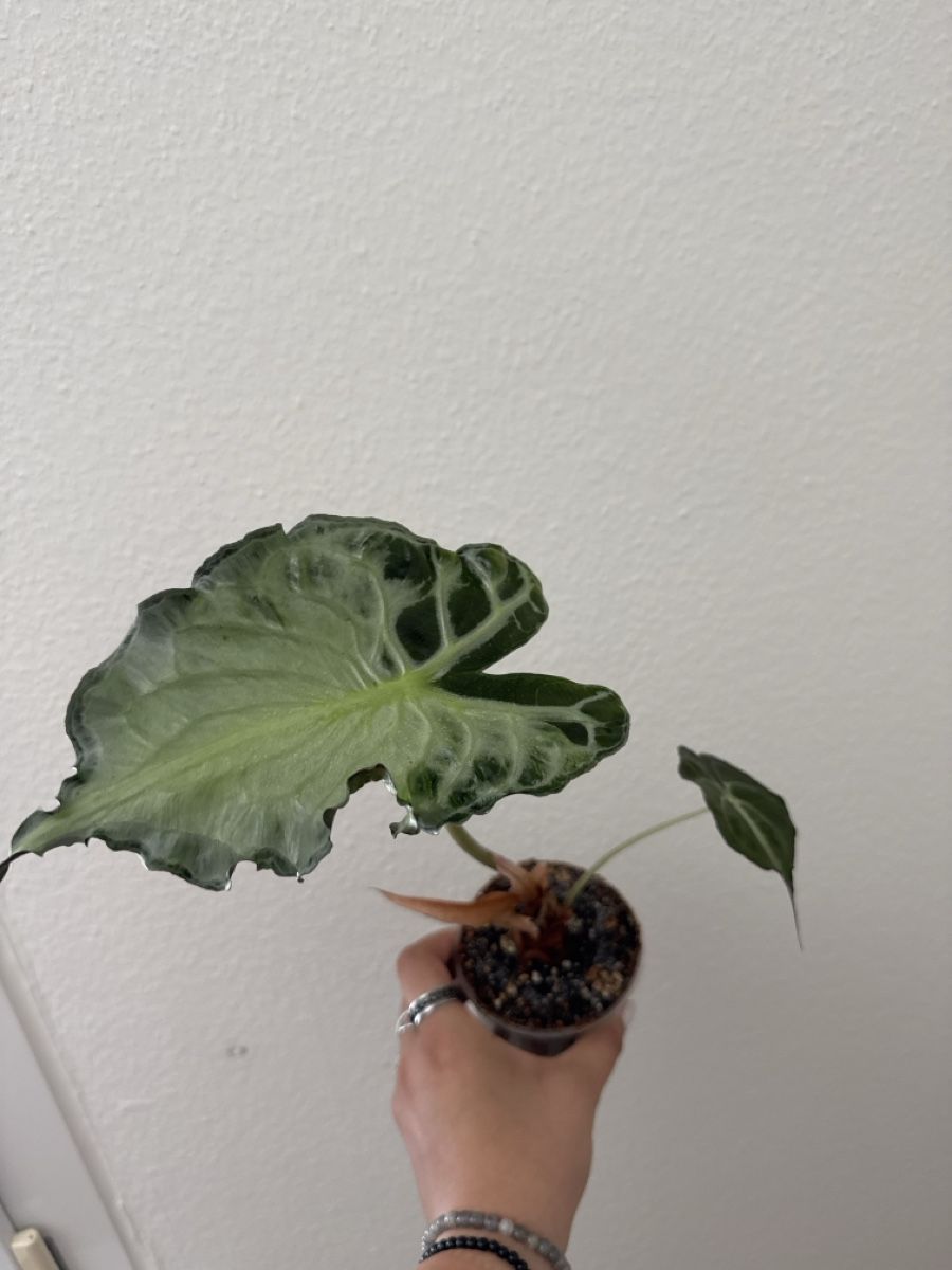 Plantes & graines: Alocasia Venom Rhizom – Neuf (Voir description) à Tann par samira.dort 1