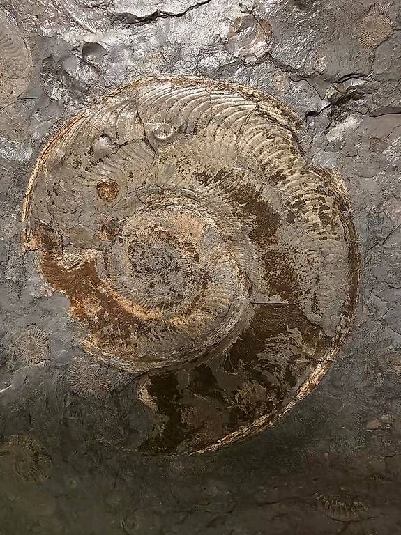 Fossili: Ammonitenplatte 90 x 70cm – Usato da Roggwil BE venduto da tho_6kyp 1