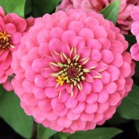 50 Samen Zinnie LUMINOSA PINK Blume