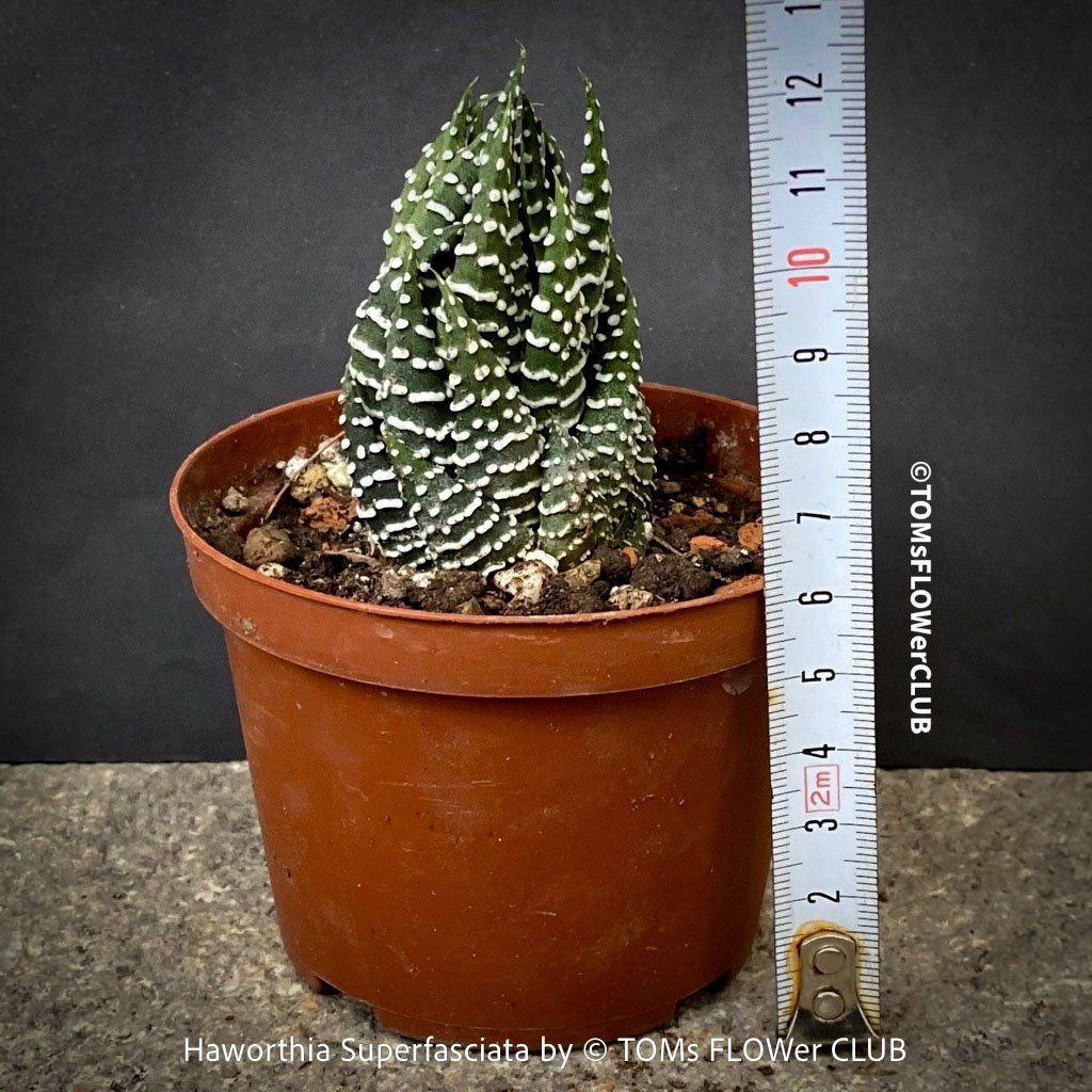 Pflanzen & Samen: Haworthia Superfasciata - super robuste Sukkulente – Neu und originalverpackt aus Adliswil von asTOMas963 6