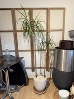 Grosse Palme/Drachenbaum 180cm 