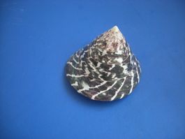 Schöne und grosse Muschel Philippinen