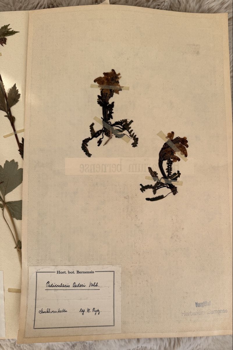 Pflanzen & Samen: Herbier – Gebraucht aus Veytaux von sevmontreux 1