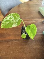 🐢 🩵 Monstera Bulbasaur Jungpflanze 🩵 🐢 