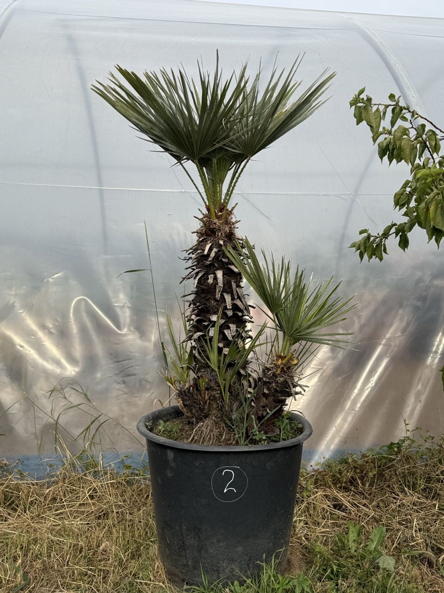 Piante & sementi: Palme Chamaerops Humilis - robuste Palme  – Usato da Kleindöttingen venduto da rennhard67