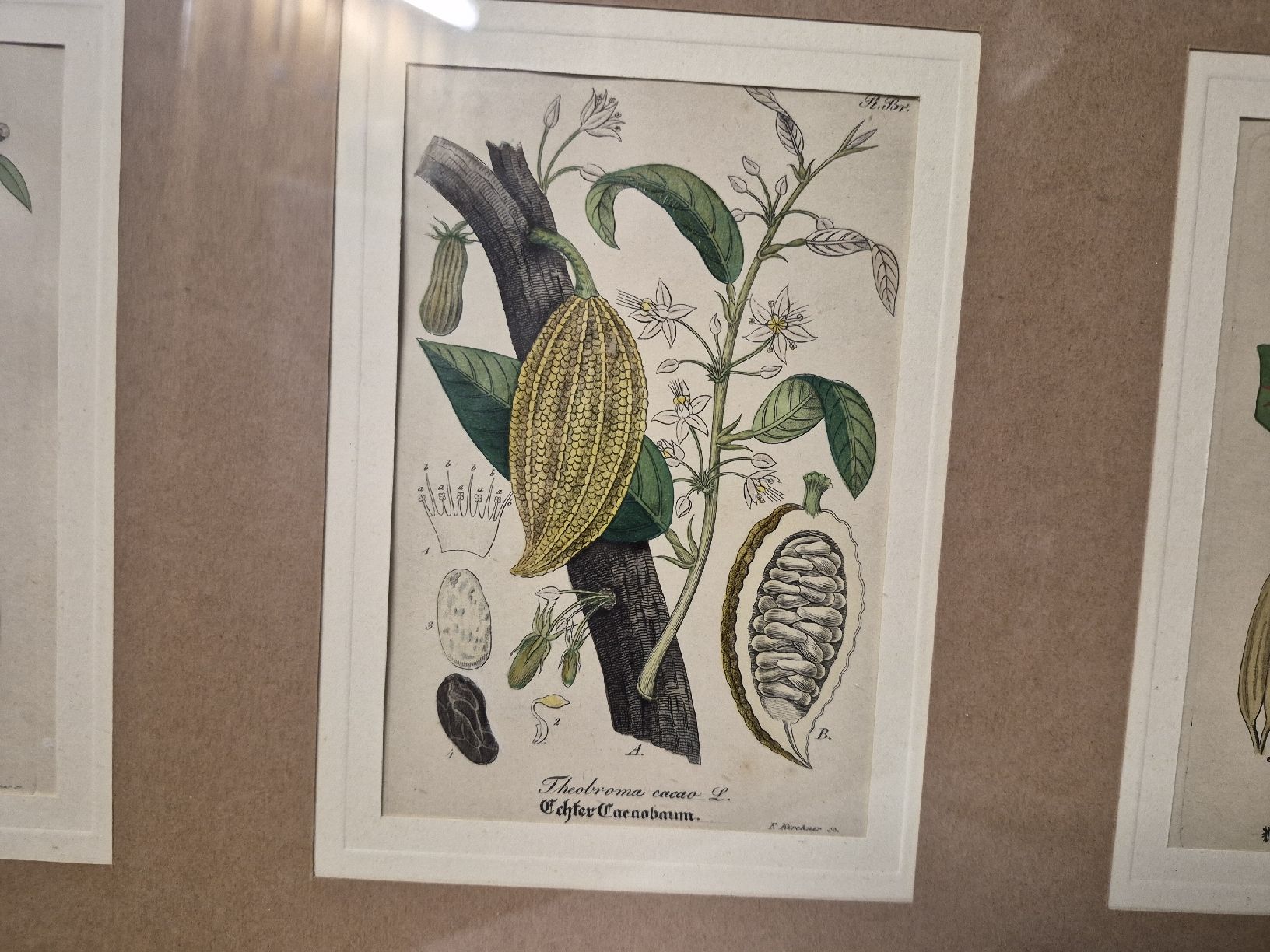 Foto & Immagini: 3er botanische Kunstdrucke, gerahmt, Goldrahmen – Usato da Frauenfeld venduto da mel_2gqy 2