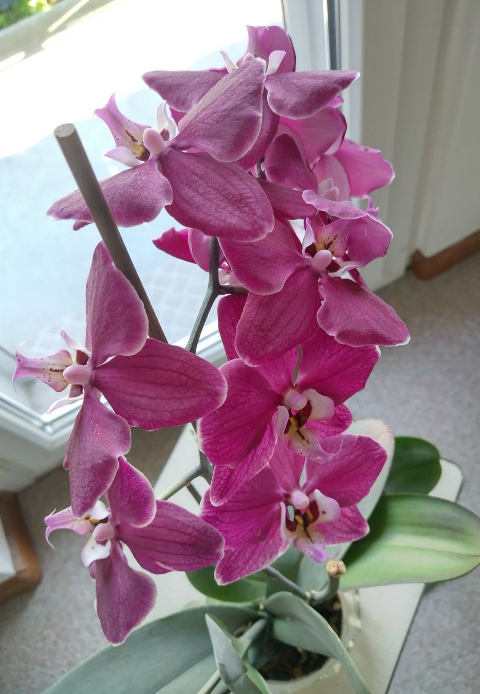 Piante & sementi: Orchidee Phalaenopsis🌸 – Usato da Jona venduto da Argus36 3