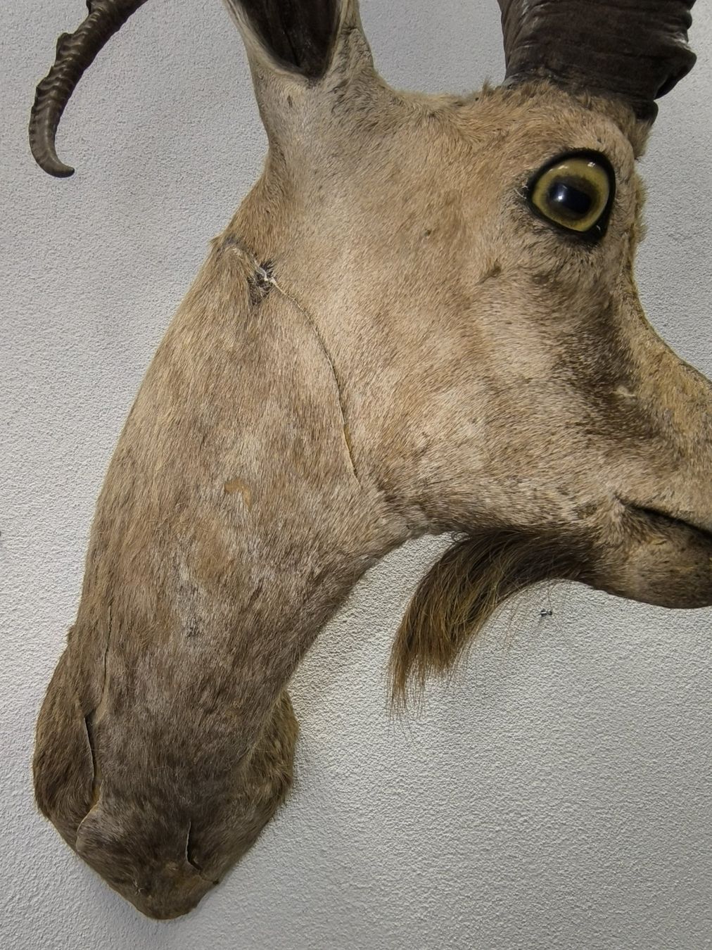 Il mondo degli animali: Steinbock Trophäe – Usato da Rüti ZH venduto da Restwert_Rueti_ZH 3