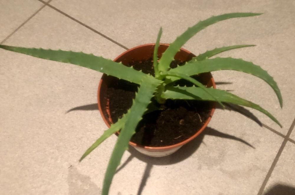 Zierpflanze Zimmer Pflanze 15 cm ↕️ “ALOE ARBORESCENT ” 🍃 Kaufen auf