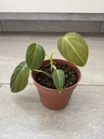 Philodendron Melanochrysum