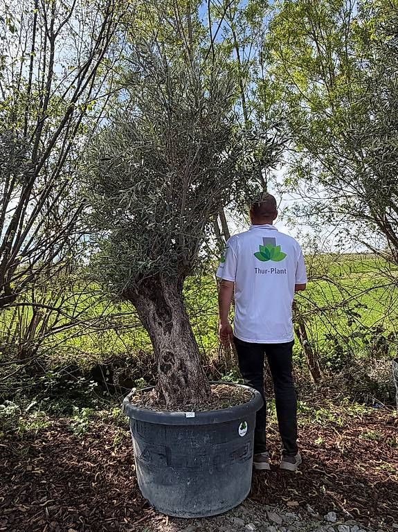 Piante & sementi: Olivenbau "Olea Europea 17" – Usato da Zuckenriet venduto da Thur_Plant 1