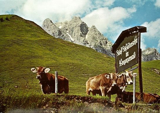 Cartoline postali: BREGENZ Kühe am Hochtannbergpass – Nuovo (secondo la descrizione) da Jona venduto da philajona