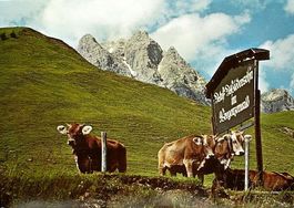 BREGENZ Kühe am Hochtannbergpass