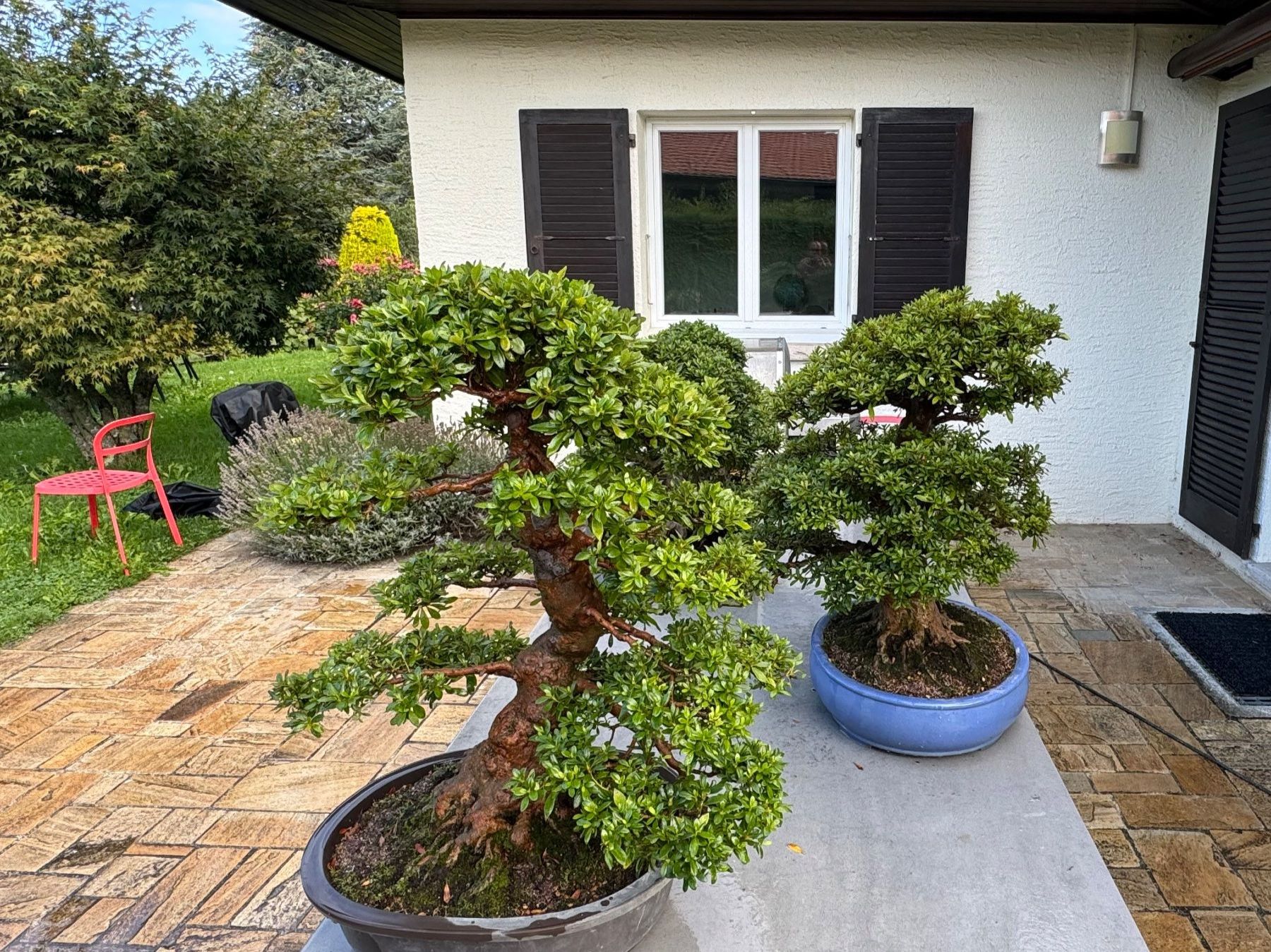 Plantes & graines: Bonsai d'exception solitaire: Azalée de Satsuki – D'occasion à Epalinges par Wimmsi 6