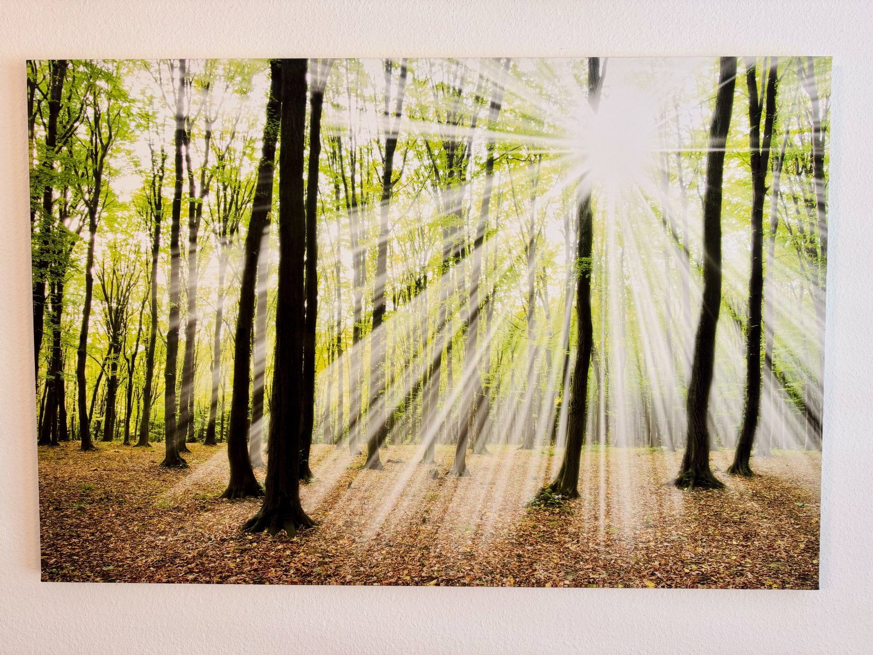 Foto & Immagini: Tableau Bouddha Olivier Föllmi + Canvas Nature Forêt – Usato da St-Sulpice VD venduto da Onemix 1
