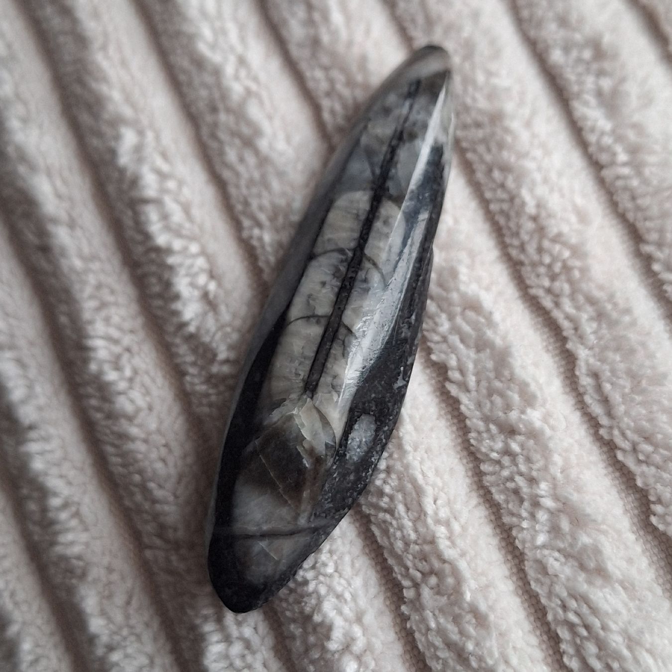 Fossili: poliertes Fossil eines Orthoceras – Usato da Aeugstertal venduto da firefly33