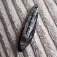 poliertes Fossil eines Orthoceras