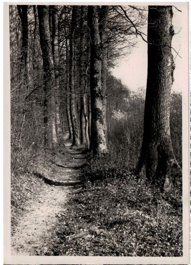 Cartoline postali: Allschwiler Eichenwald, Grenzweglein – Usato da Frauenfeld venduto da POML