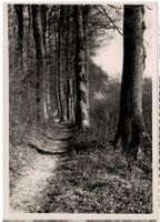 Allschwiler Eichenwald, Grenzweglein