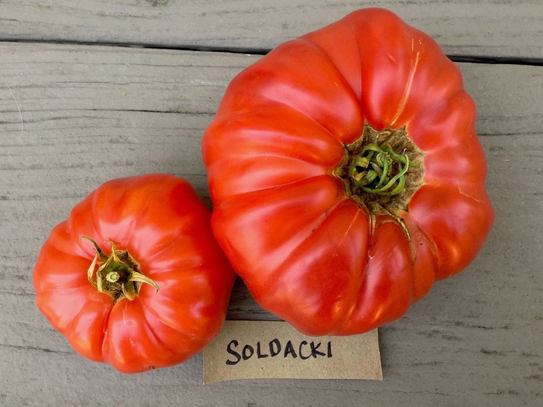 Piante & sementi: 30 Samen SOLDACKI Tomate – Nuovo (secondo la descrizione) da Ehrendingen venduto da VerveinaSamen 3
