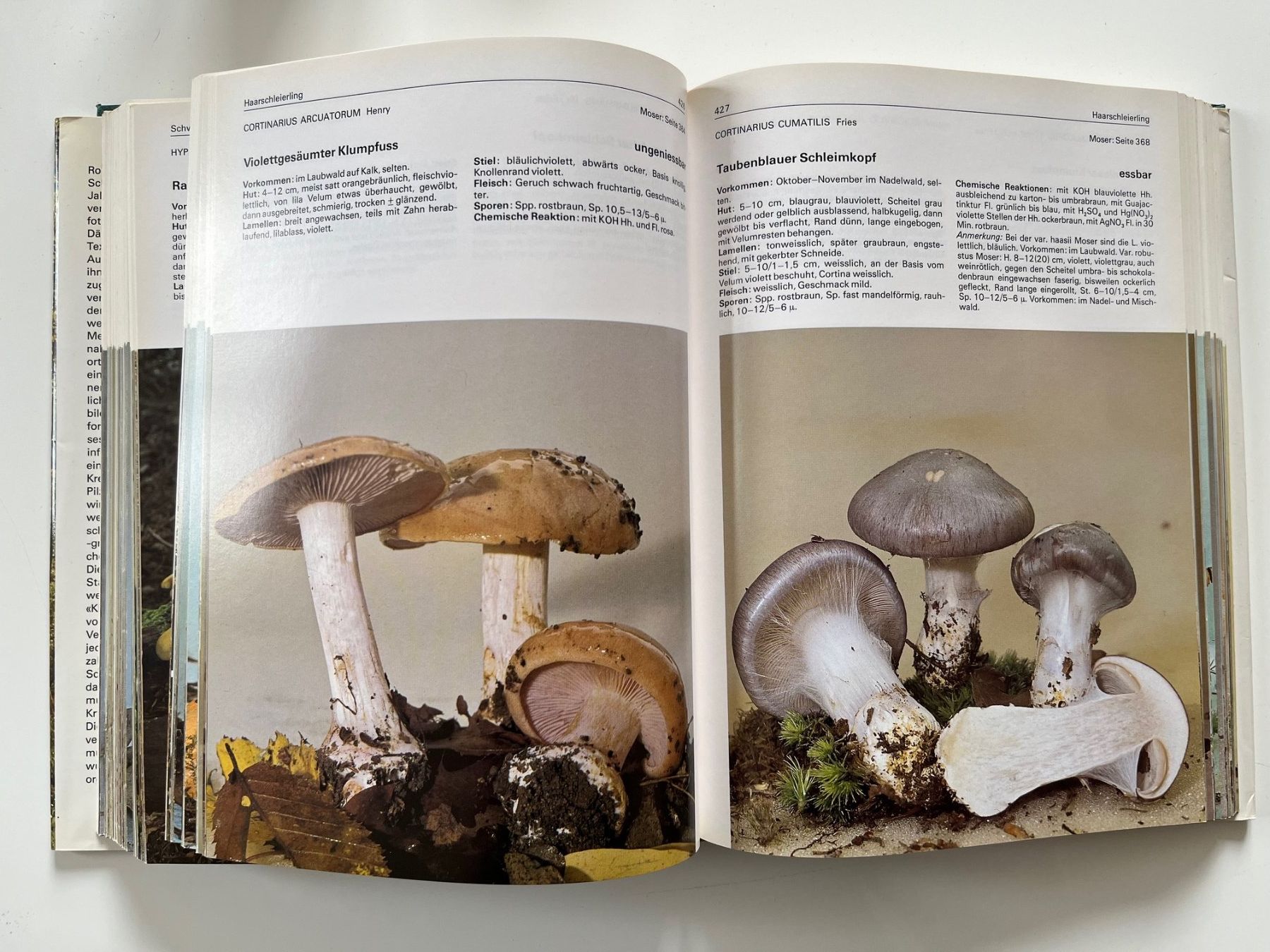 Libri: 700 Pilze in Farbfotos – Usato da Laufen venduto da Nuria44 5