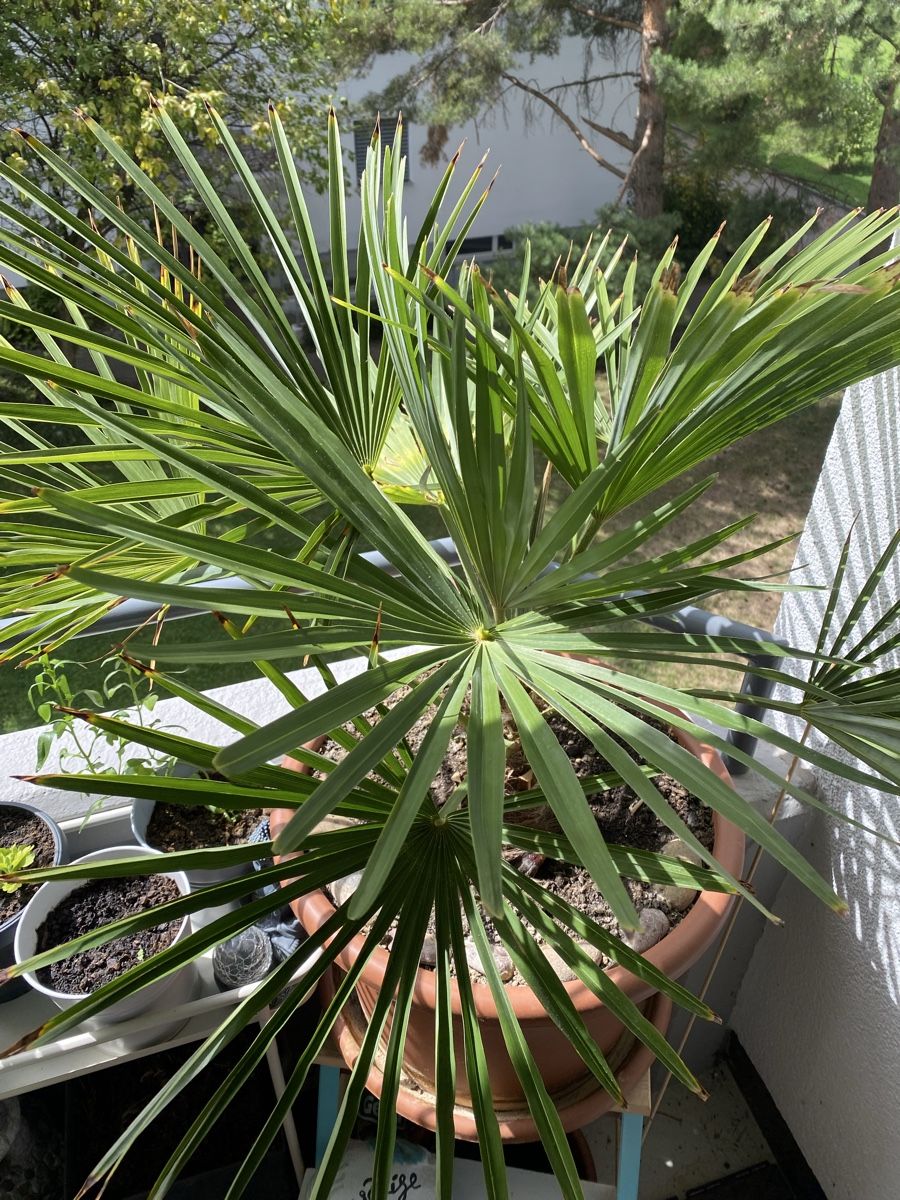 Piante & sementi: wunderschöne Palme ca. 90 cm hoch inkl. Topf – Usato da Sargans venduto da sel85 7