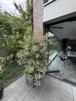 Panaschierte Glanzmispel (Photinia ‘Pink Marble’) inkl. Topf