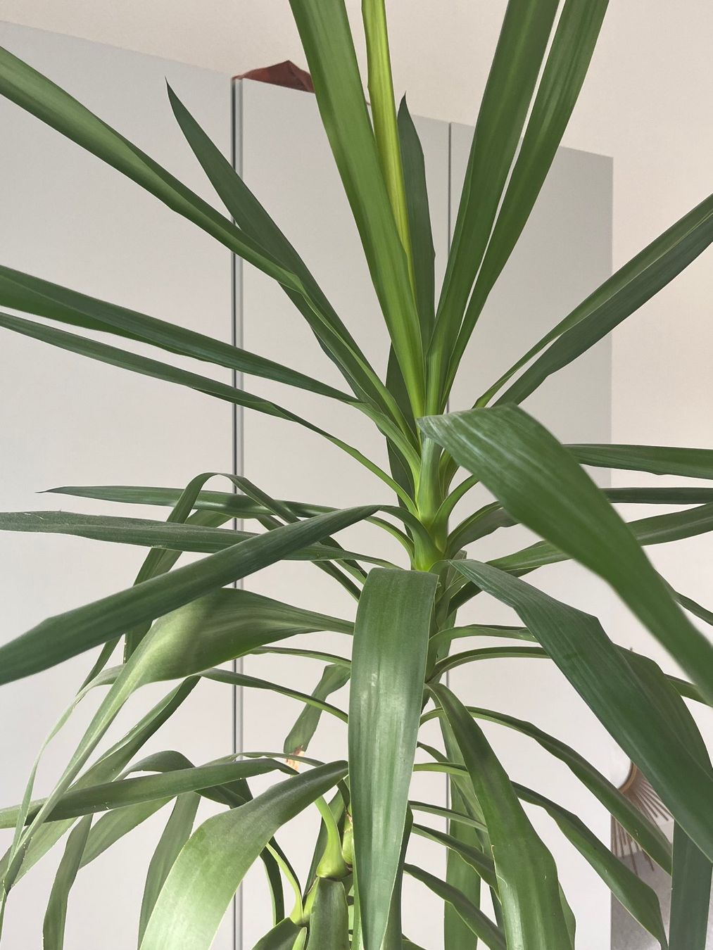 Piante & sementi: Riesige Yucca Palme ca. 2m gross – Usato da Arbon venduto da vb4all 2