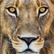 Profile image of tucuc