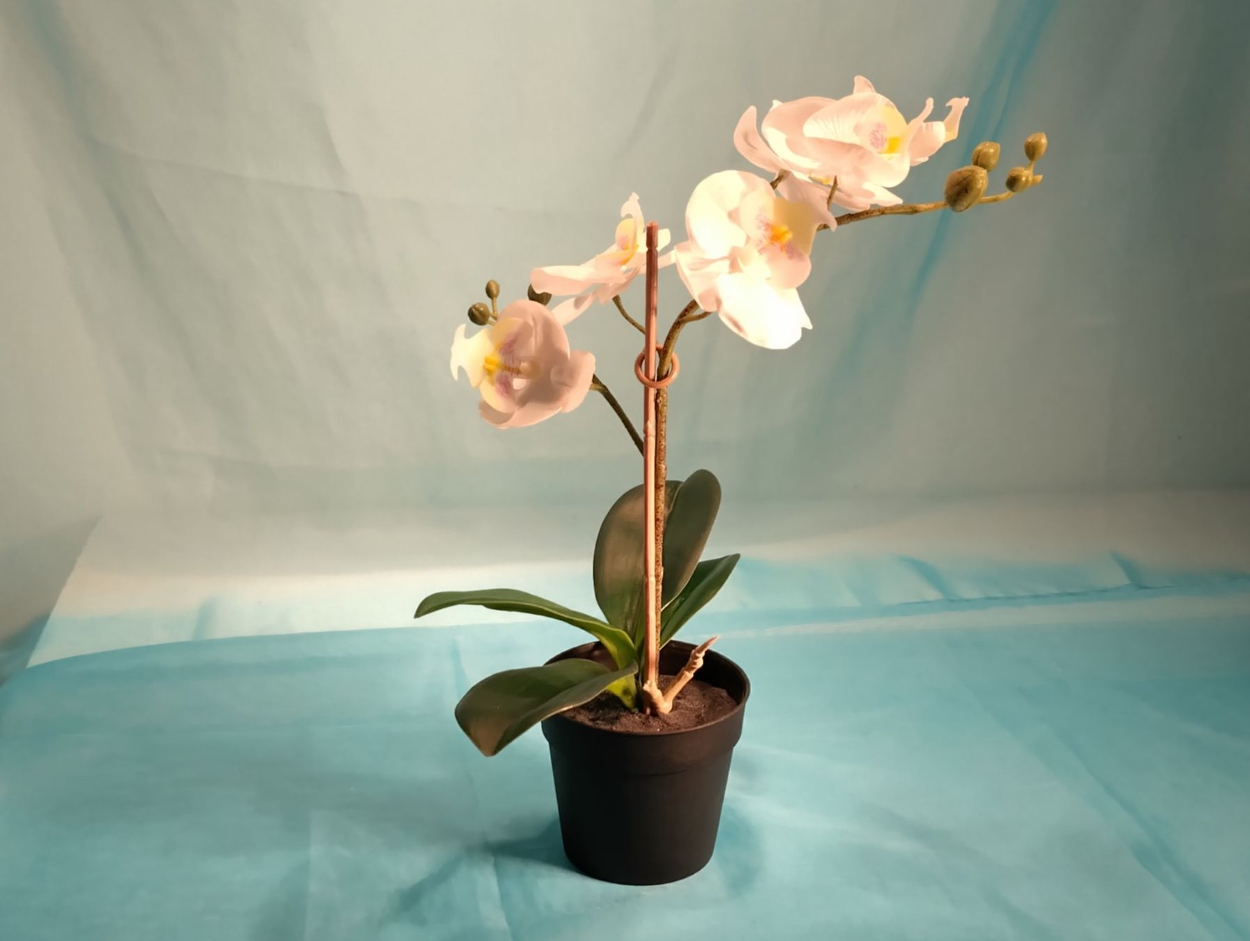Pflanzen & Samen: Weisse Phalaenopsis im Topf, H: 32cm, Ikea – Neu (gemäss Beschreibung) aus Bellach von JingleCherry