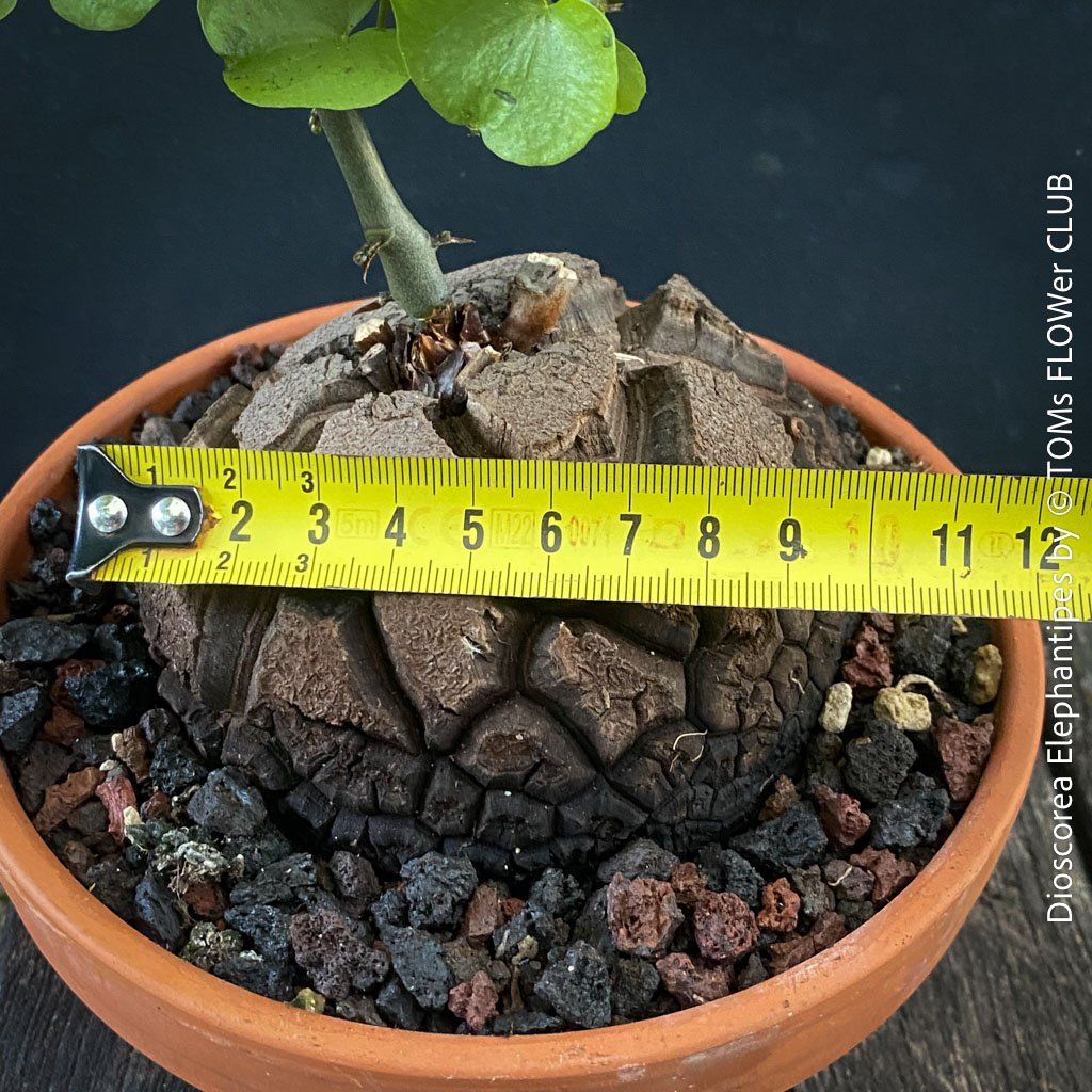 Pflanzen & Samen: Dioscorea elephantipes - "Turtle Plant" aus Südafrika – Neu und originalverpackt aus Adliswil von astom369 2
