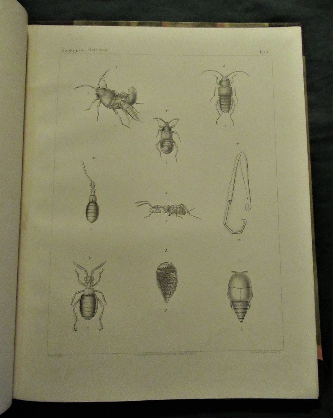 Libri: Ameisen Formicidae – Usato da hedingen venduto da kurattli01 3