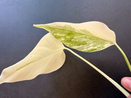 Monstera Deliciosa Albo Variegata