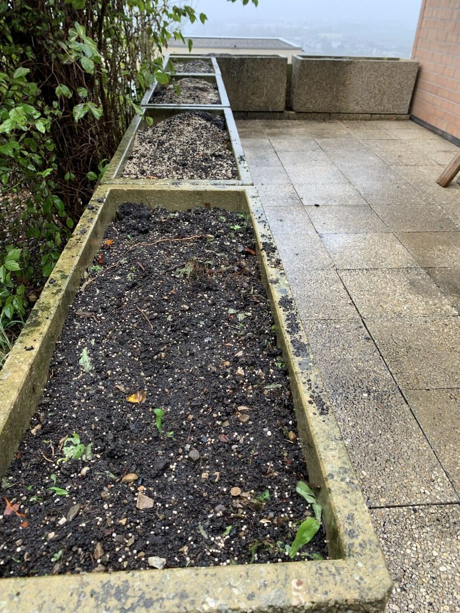 Vasi per fiori: Blumentopf / Blumentrog mit Erde – Usato da Stein AG venduto da sav_xr6x