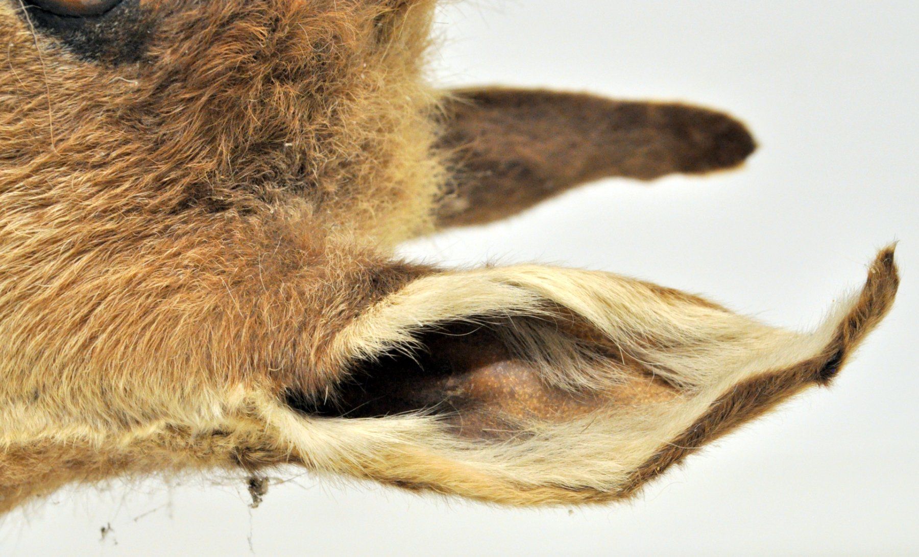 Il mondo degli animali: Tête de chamois naturalisée – Usato da Neuchâtel venduto da Neuchatel 9