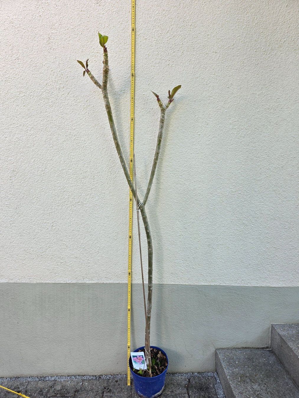 Piante & sementi: Plumeria rubra "Kimo" / Frangipani lachsorange – Nuovo (secondo la descrizione) da Thalheim venduto da silvara01 1
