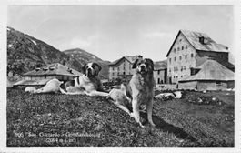 San Gottardo, Hospiz, Bernhardiner Hunde