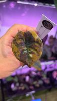 Alocasia Cuprea latte peach variegata
