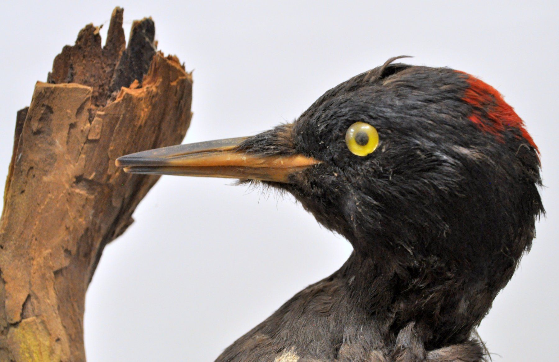 Il mondo degli animali: Pic noir naturalisé – Usato da Neuchâtel venduto da Neuchatel 3