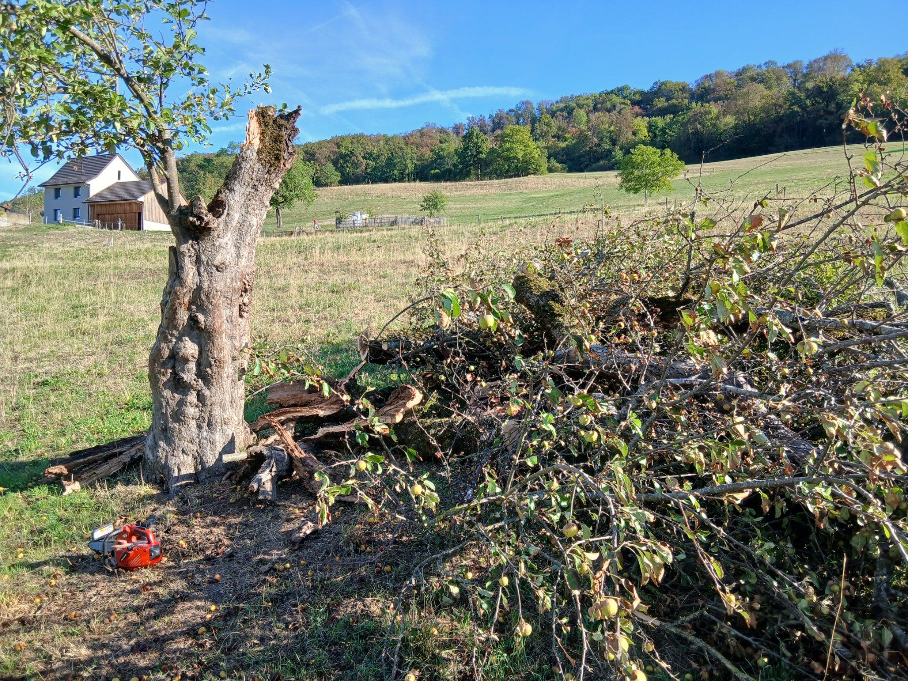 Articoli in legno: Apfelbaum Holz 100 jährig Stücke – Usato da Zuzgen venduto da Accelerando 2