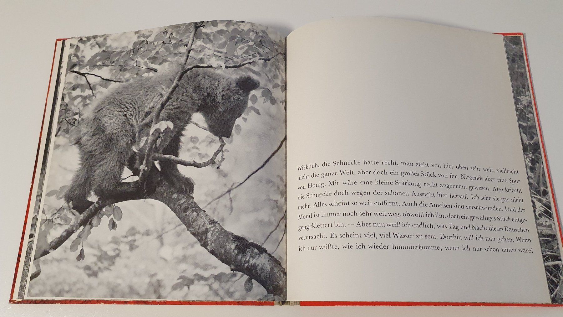 Libri: Tabs der kleine Bär – Usato da Dietlikon venduto da Justus4 2