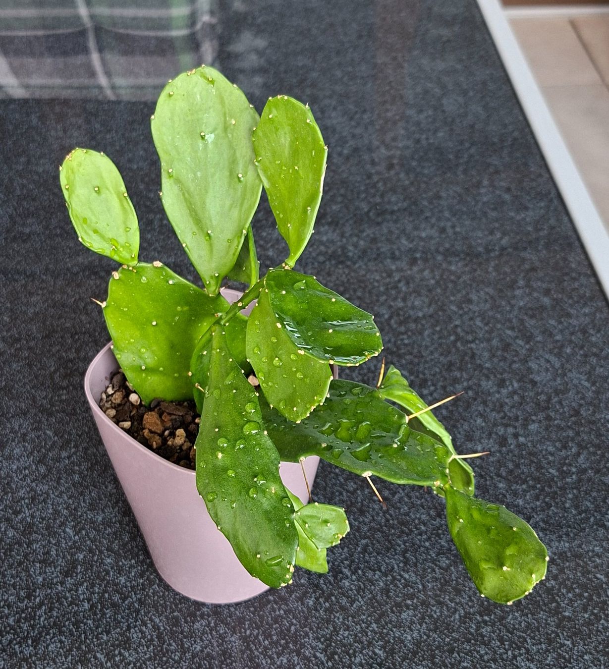 Pflanzen & Samen: Opuntia Brasiliensis – Gebraucht aus Waltenschwil von PlantAddict 1