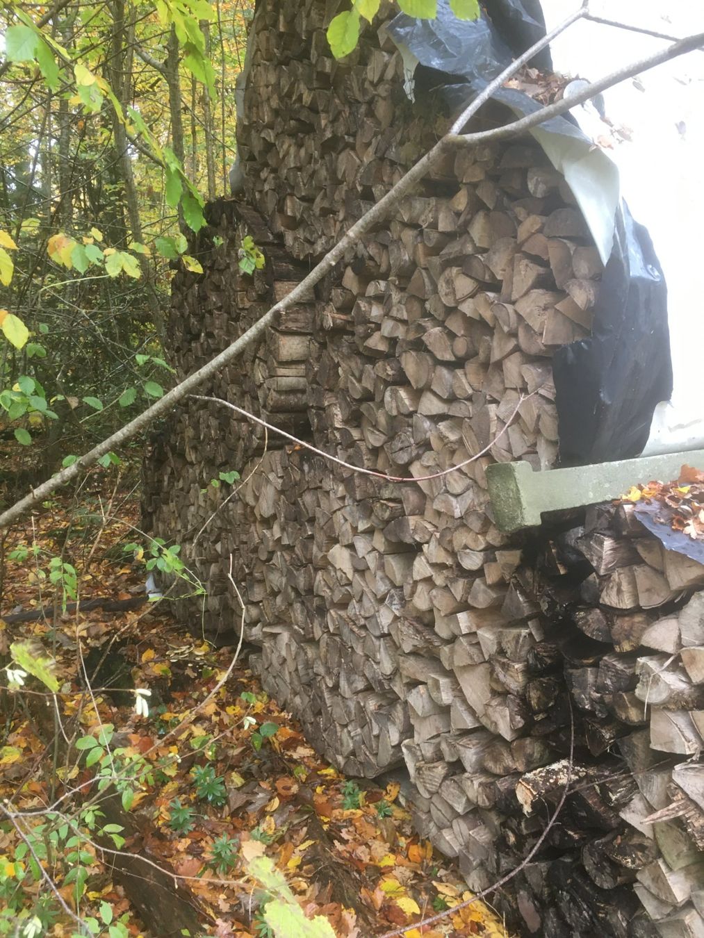 Holzartikel: Brennholz Ster Bündel – Neu (gemäss Beschreibung) aus Neukirch (Egnach) von Crank2 2
