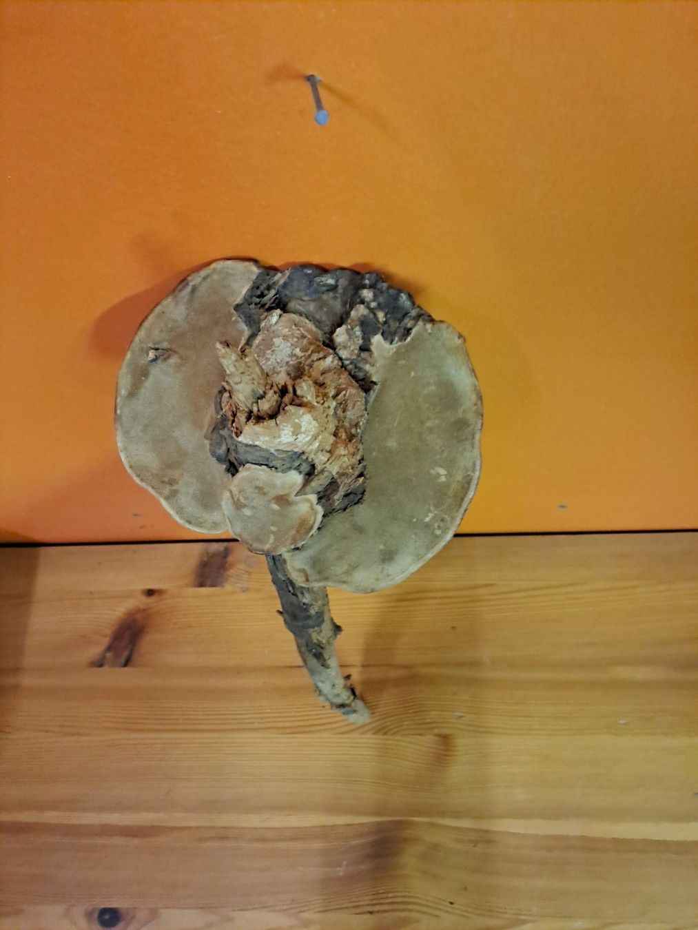 Tutte le decorazioni: Baumpilz um einen Baumstecken – Usato da Sedrun venduto da placi13.