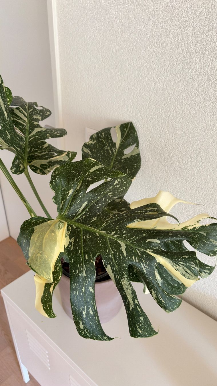 Piante & sementi: Monstera Thai Constellation – Usato da Bern venduto da paloj 3