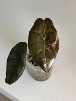 Alocasia Chantrieri Pink Variegated