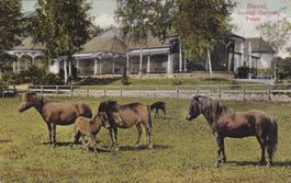 Basel Zoolog. Garten Ponys  1911