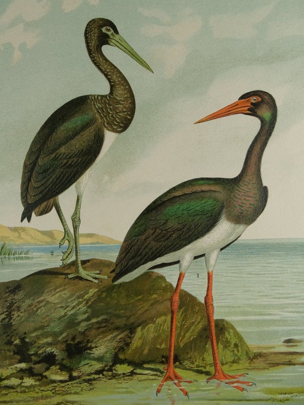 Grafica & Litografie: SCHWARZER STORCH CHROMOLITHOGRAPHIE 1900 – Usato da Grüningen venduto da Kartensammler 3