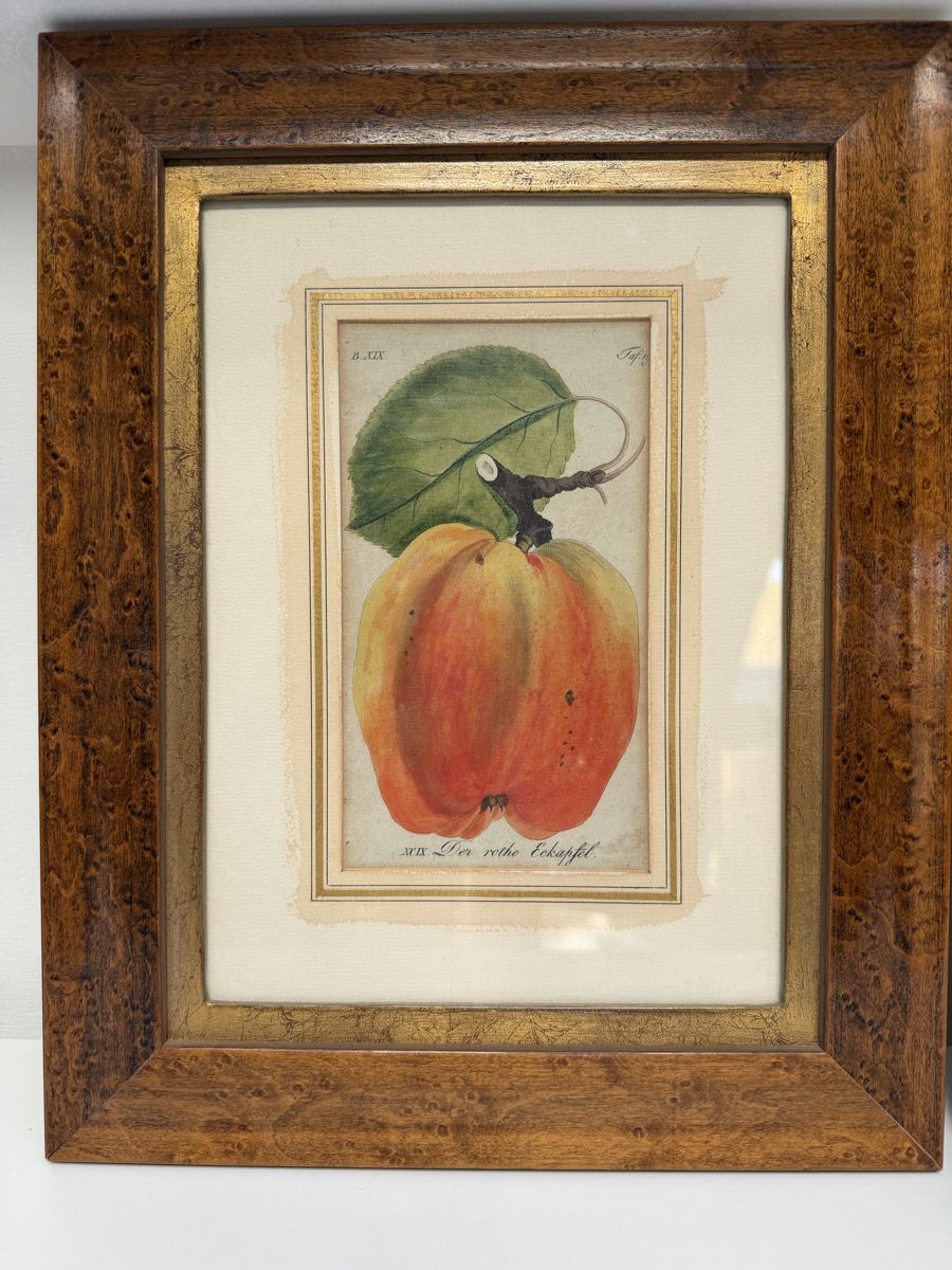 Dipinti: Framed Fruit Painting Apple – Usato da Muttenz venduto da c.car