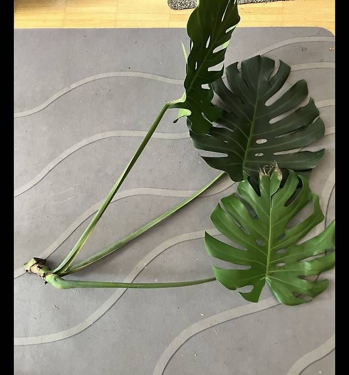 Piante & sementi: Monstera Stamsteckling – Usato da Hettlingen venduto da MissZotti 1